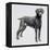 Weimaraner (Canis Lupus), Canidae, Drawing-null-Framed Premier Image Canvas