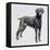 Weimaraner (Canis Lupus), Canidae, Drawing-null-Framed Premier Image Canvas