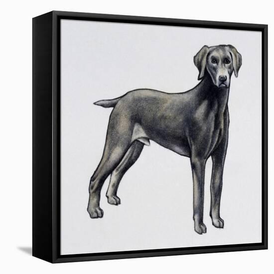 Weimaraner (Canis Lupus), Canidae, Drawing-null-Framed Premier Image Canvas