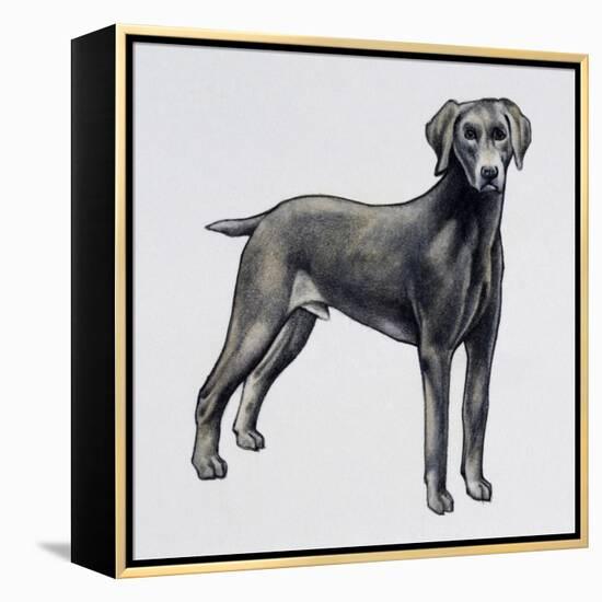 Weimaraner (Canis Lupus), Canidae, Drawing-null-Framed Premier Image Canvas