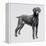 Weimaraner (Canis Lupus), Canidae, Drawing-null-Framed Premier Image Canvas