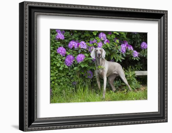 Weimaraner, Connecticut, USA-Lynn M. Stone-Framed Photographic Print