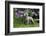 Weimaraner, Connecticut, USA-Lynn M. Stone-Framed Photographic Print