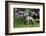 Weimaraner, Connecticut, USA-Lynn M. Stone-Framed Photographic Print