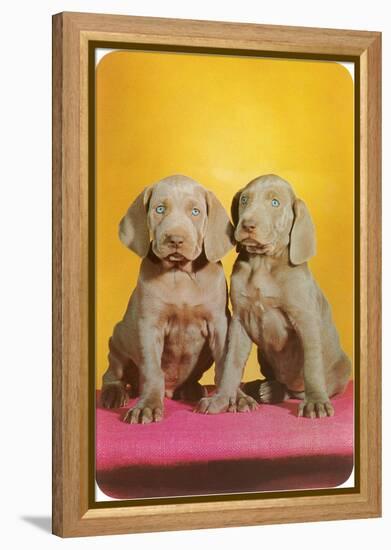 Weimaraner Puppies-null-Framed Stretched Canvas