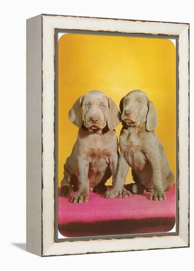 Weimaraner Puppies-null-Framed Stretched Canvas