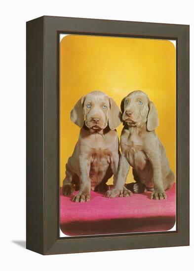 Weimaraner Puppies-null-Framed Stretched Canvas