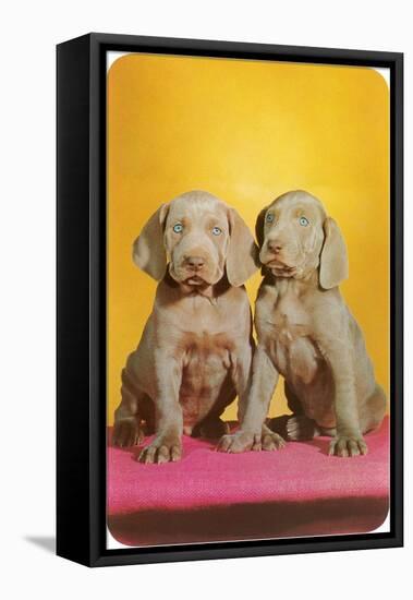 Weimaraner Puppies-null-Framed Stretched Canvas