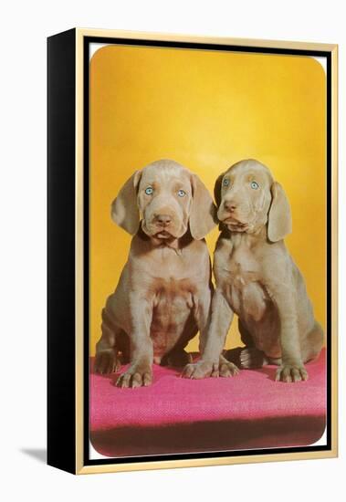 Weimaraner Puppies-null-Framed Stretched Canvas