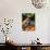 Weimaraner Puppy Climbing onto Pumpkin-Guy Cali-Photographic Print displayed on a wall