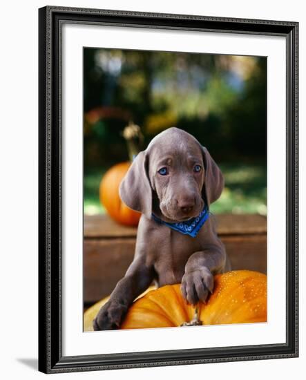 Weimaraner Puppy Climbing onto Pumpkin-Guy Cali-Framed Photographic Print