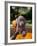 Weimaraner Puppy Climbing onto Pumpkin-Guy Cali-Framed Photographic Print