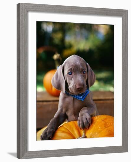 Weimaraner Puppy Climbing onto Pumpkin-Guy Cali-Framed Photographic Print