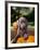 Weimaraner Puppy Climbing onto Pumpkin-Guy Cali-Framed Photographic Print