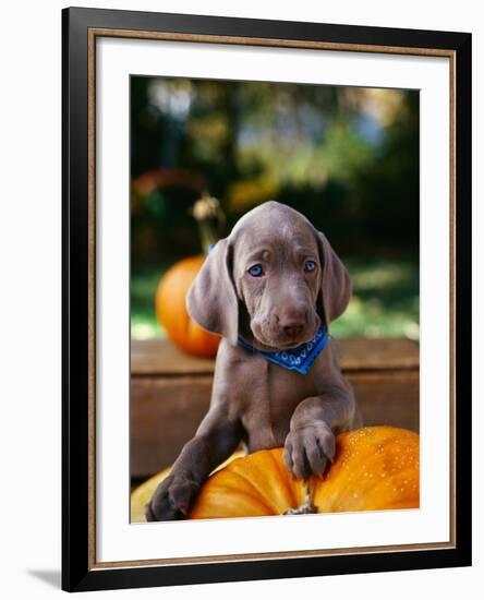 Weimaraner Puppy Climbing onto Pumpkin-Guy Cali-Framed Photographic Print