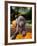 Weimaraner Puppy Climbing onto Pumpkin-Guy Cali-Framed Photographic Print