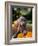 Weimaraner Puppy Climbing onto Pumpkin-Guy Cali-Framed Photographic Print