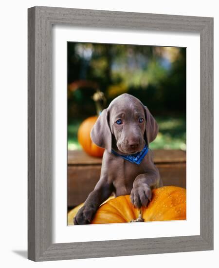 Weimaraner Puppy Climbing onto Pumpkin-Guy Cali-Framed Photographic Print