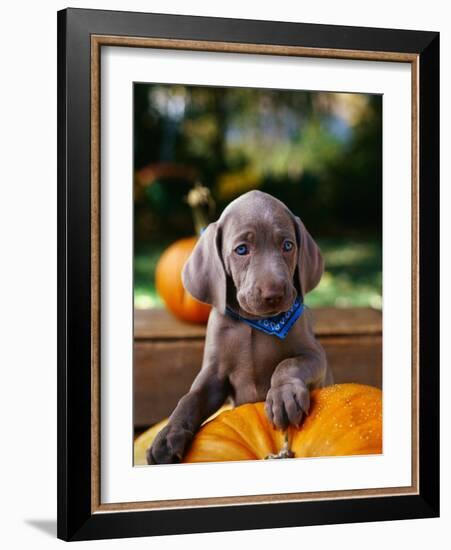 Weimaraner Puppy Climbing onto Pumpkin-Guy Cali-Framed Photographic Print