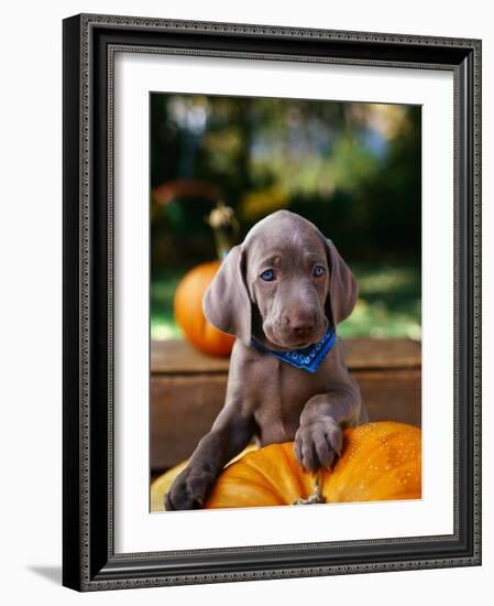 Weimaraner Puppy Climbing onto Pumpkin-Guy Cali-Framed Photographic Print