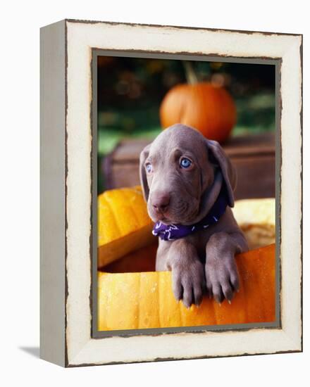 Weimaraner Puppy Inside Pumpkin-Guy Cali-Framed Premier Image Canvas