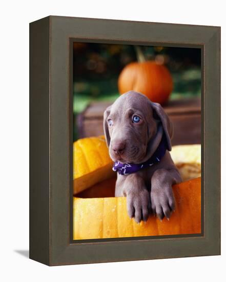 Weimaraner Puppy Inside Pumpkin-Guy Cali-Framed Premier Image Canvas