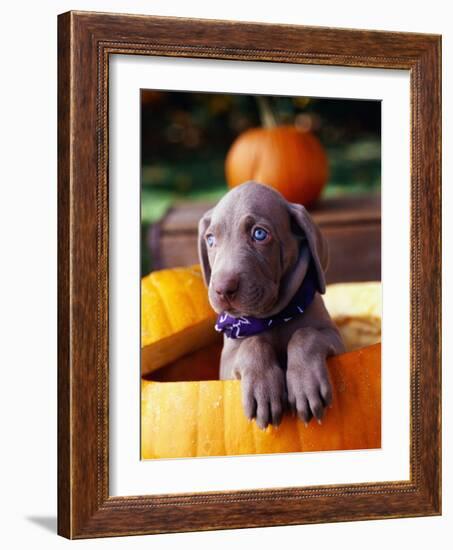 Weimaraner Puppy Inside Pumpkin-Guy Cali-Framed Photographic Print