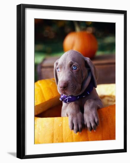 Weimaraner Puppy Inside Pumpkin-Guy Cali-Framed Photographic Print