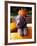 Weimaraner Puppy Inside Pumpkin-Guy Cali-Framed Photographic Print