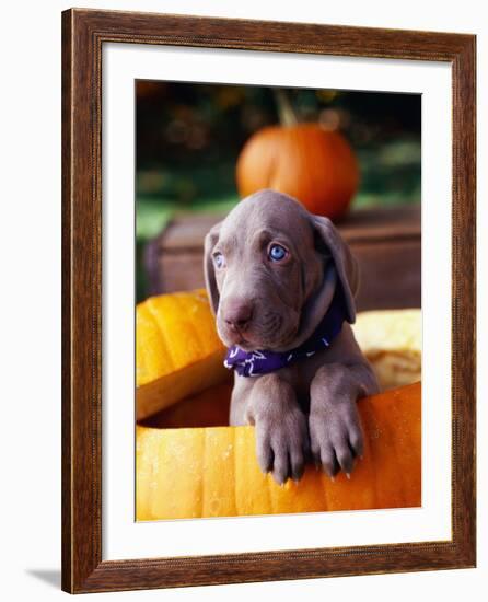 Weimaraner Puppy Inside Pumpkin-Guy Cali-Framed Photographic Print