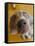 Weimaraner Puppy Staring-null-Framed Premier Image Canvas