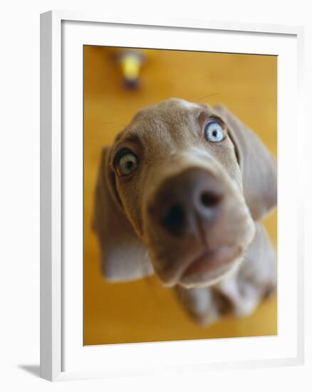 Weimaraner Puppy Staring-null-Framed Photographic Print