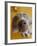 Weimaraner Puppy Staring-null-Framed Photographic Print