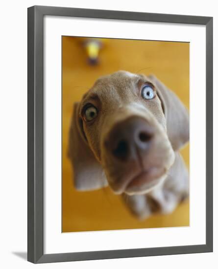 Weimaraner Puppy Staring-null-Framed Photographic Print