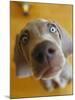 Weimaraner Puppy Staring-null-Mounted Photographic Print