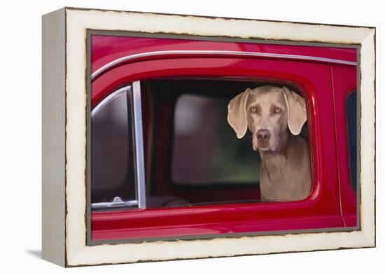 Weimaraner Sitting in an Automobile-DLILLC-Framed Premier Image Canvas