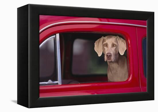 Weimaraner Sitting in an Automobile-DLILLC-Framed Premier Image Canvas