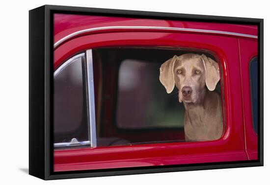 Weimaraner Sitting in an Automobile-DLILLC-Framed Premier Image Canvas