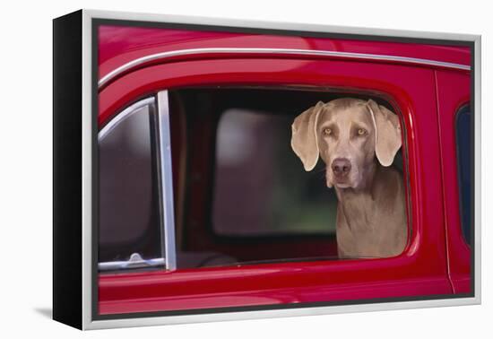 Weimaraner Sitting in an Automobile-DLILLC-Framed Premier Image Canvas