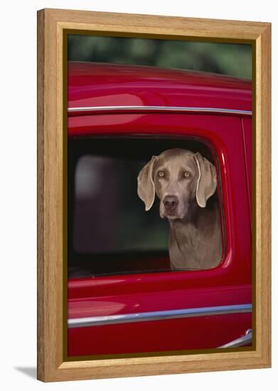 Weimaraner Sitting in an Automobile-DLILLC-Framed Premier Image Canvas