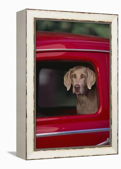 Weimaraner Sitting in an Automobile-DLILLC-Framed Premier Image Canvas