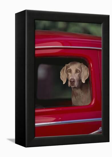 Weimaraner Sitting in an Automobile-DLILLC-Framed Premier Image Canvas