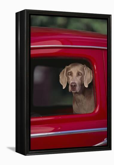 Weimaraner Sitting in an Automobile-DLILLC-Framed Premier Image Canvas