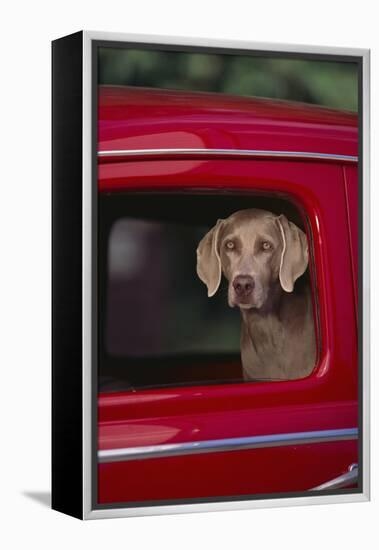 Weimaraner Sitting in an Automobile-DLILLC-Framed Premier Image Canvas