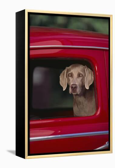 Weimaraner Sitting in an Automobile-DLILLC-Framed Premier Image Canvas