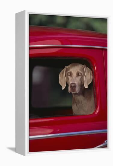 Weimaraner Sitting in an Automobile-DLILLC-Framed Premier Image Canvas