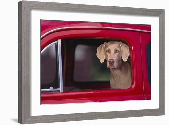 Weimaraner Sitting in an Automobile-DLILLC-Framed Photographic Print