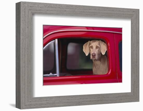 Weimaraner Sitting in an Automobile-DLILLC-Framed Photographic Print