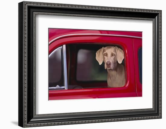 Weimaraner Sitting in an Automobile-DLILLC-Framed Photographic Print