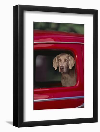 Weimaraner Sitting in an Automobile-DLILLC-Framed Photographic Print